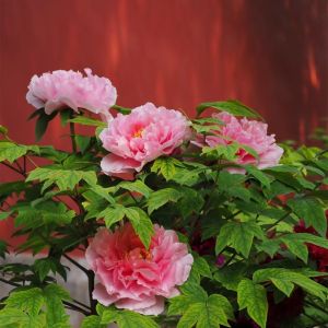 5pcs Peony Seeds Multi Colored Peony Flowers Seeds