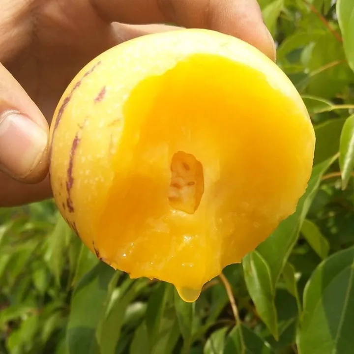 20PCS Pepino Melon Seeds Gardening Ginseng Fruit Seeds Organic Bonsai Tree Seed Indoor and Outdoor Real Plants Potted Live Plants for Sale Garden Decor rijk zwaan