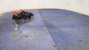 ชนก๋อยไข่ไก่ ทุบ เจ้ากระทิงหิน รับประกันเชื้อ ร้านจัดส่งไว