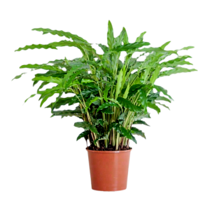 Calathea Rufibarba Green: Si Bulu Halus yang Menawan Bikin Rumah Lebih Nyaman!