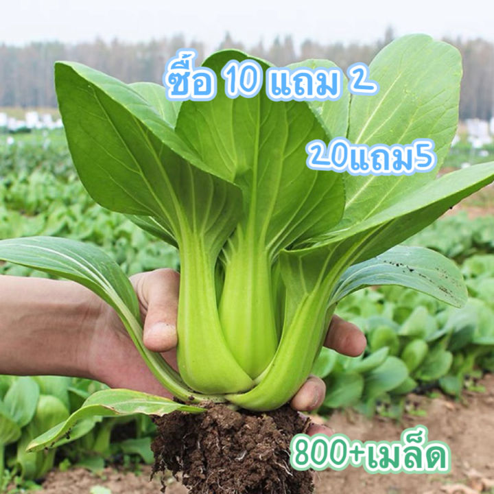เมล็ดพันธุ์กวางตุ้งฮ่องเต้ 800+ เมล็ด พร้อมโปร 10 แถม 2 สุดคุ้ม