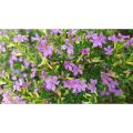 Purple Taiwan Flower / 台湾紫花 / Bunga Taiwan Ungu / ताइवान बैंगनी फूल (Singapore: Beauty Taiwan Plant) – Bright Purple Blo. 