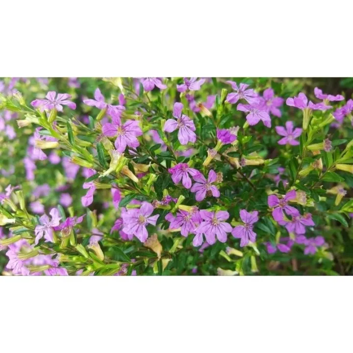 Purple%20Taiwan%20Flower%20/%20%E5%8F%B0%E6%B9%BE%E7%B4%AB%E8%8A%B1%20/%20Bunga%20Taiwan%20Ungu%20/%20%E0%A4%A4%E0%A4%BE%E0%A4%87%E0%A4%B5%E0%A4%BE%E0%A4%A8%20%E0%A4%AC%E0%A5%88%E0%A4%82%E0%A4%97%E0%A4%A8%E0%A5%80%20%E0%A4%AB%E0%A5%82%E0%A4%B2%20(Singapore:%20Beauty%20Taiwan%20Plant)%20%E2%80%93%20Bright%20Purple%20Blo%20-%20Image%208