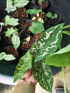 บอนเสือพรานสีเบบี๋ บอนเสือพรานถูกๆ ส่งพร้อมกระถาง บอนสีหายากไทย บอนสีราคาถูก ไม้มงคล บอนเสือพราง บอนลายเสือพราน