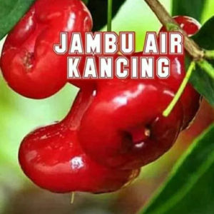 Bibit Tanaman Jambu Air Kancing Merah Super Unggulan hasil STEK OKULASI siap tanam