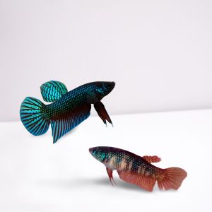 ปลากัดอีสานแพคคู่สวย 2ตัว โปร ส่งด่วน สินค้ารับประกัน100% อายุ5เดือน สัตว์น้ำV3