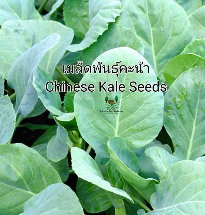 เมล็ดพันธุ์คะน้าหลากหลายชนิด ปลูกง่าย