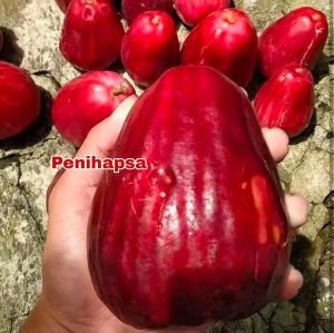 Bibit Jambu Air Jamaika