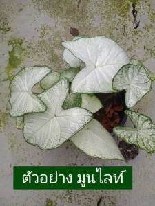 บอนสีแปลกๆ บอนสีมูนไลท์ Moonlight บอนสีแปลกๆถูกๆ บอนสีหายาก บอนสีสวยๆหายาก บอลสี บอนสีเบบี๋ บอนสีขาวสวยๆ ส่งพร้อมกระถาง บอน สี