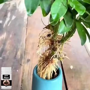 LZD YEGBONG  Plant Rooting and Germination Powder   Cutting Plant Transplanting Trees Fruit Tree Hair Root Nutrition Powder