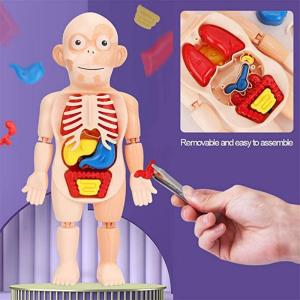 Kid Montessori 3D Puzzle Human Body Anatomy Assemble Model Toy Educational Learning Organ Assembled Body Organ Teaching Tool for Children