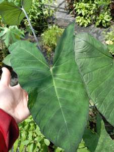 MDC - Anak Pokok Keladi Betawi Hitam / Xanthosoma Violaceum plant sapling/edible