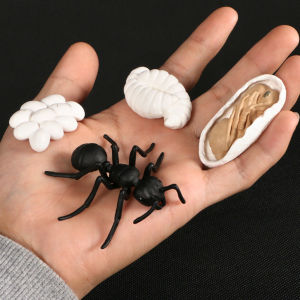 BLACKON Biology Science Toy Plastic Models Spider Insect Animals Teaching Material Simulation Animals Action Figures Life Cycle Figurine Growth Cycle Model
