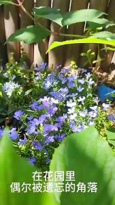 หกครั้งกำไร ดอกไม้ สี่ฤดู ง่ายต่อการปลูก ดอกไม้ในกระถางสำหรับตกแต่งในบ้าน ดอกไม้ ดอกไม้