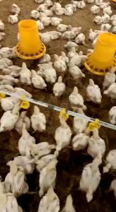 Sumox dan Forgen - Vitamin Ayam Broiler - Obat Ayam - Vitamin Penggamuk Ayam - Suplemen Penambah Nafsu Makan