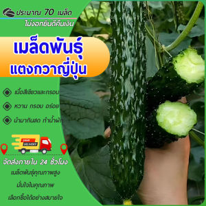 70 เมล็ด มล็ดพันธุ์แตงกวาญี่ปุ่น สายพันธุ์แท้ ปลูกง่าย ลูกดกมากเมล็ดนำเข้า