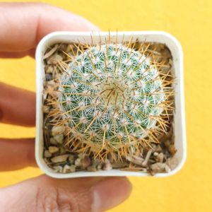 ต้นกระบองเพชร แมมมิลลาเรีย โคลัมเบียน่า Mammillaria columbiana ไม้เพาะเมล็ด #cactus #แคคตัส