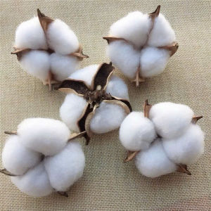 HOA BÔNG GÒN KHÔ MÀU TRẮNG PHỤ KIỆN DECOR CHỤP ẢNH CẮM BÌNH HOA LÀM VÒNG HOA TRANG TRÍ NOEL NHÀ CỬA TẾT GIÁNG SINH SẴN HCM