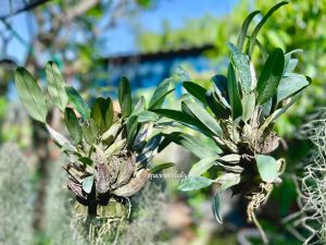 💛 กล้วยไม้เอื้องผึ้ง 💛 ไม้กอ ขนาด 13-17 ลำต้น เกาะไม้ยาว 6 นิ้ว ใกล้ออกดอกแล้ว กล้วยไม้เอื้องผึ้ง แบบ 1 ไม้และ 2 ไม้/ขุนเขาการ์เด้น