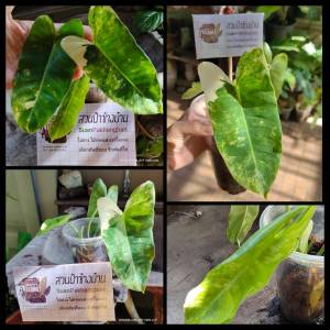 (เลือกต้นได้) ฟิโลเดนดรอน เบอร์เบิ้ลมาร์ค ฟิโลด่าง เบอร์ลี่มาร์ค ฟิโลมรกตด่าง ด่างเหลือง ไม้ด่าง philodendron burle marx variegeted plants m24 shop