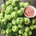 Cây Giống Ổi Nữ Hoàng - cây ăn quả. 