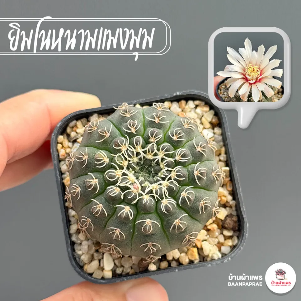 mammillaria nejapensis Mammillaria nejapensis Silver Arrows
