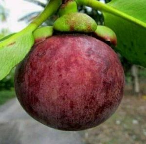 Bibit Manggis OKULASI Super Unggulan