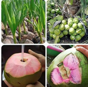 BIBIT POHON KELAPA WULUNG 🌴Sangat Langka Rasa Gurih Manis Harga Jual Tinggi Dan Random Ukuran cm Tanam Sekali Panen Berkali-Kali. Siap kirim COD Ke Seluruh Indonesia