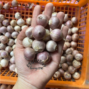 HCM - Tỏi cô đơn / tỏi làm tỏi đen / tỏi mồ côi / tỏi một nhánh / tỏi cu đơ 1kg / 0.5kg / 200g - hàng sẵn - huong17190