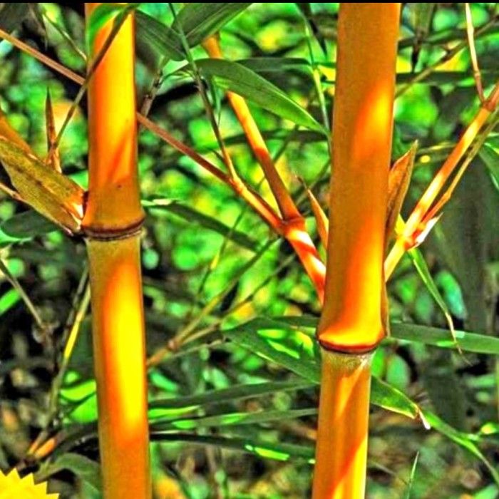 Bibit%20Pohon%20Bambu%20Kuning%20Mini%20Murah%20-%20Image%207