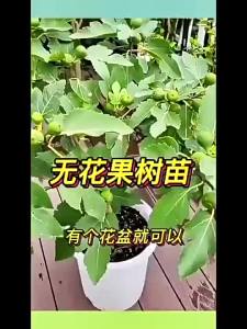High Yield Seeds Fig Seeds-（600seeds）Fig Tree Seeds Mixed Rare Black Turkish Bursa Cowardly