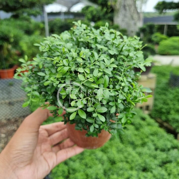 TKL - Pearl Murraya/Murraya Exotica/ Murraya Microphylla (Fine Leaves ...
