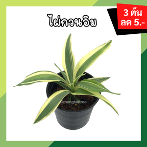 🔥โปร 2.2 🔥 [แพ๊ก 10 ต้น] ไผ่กวนอิมเงิน กระถาง 3 นิ้ว (พร้อมส่ง!!) ต้นไม้มงคล ไม้ประดับ ปลูกประดับบ้าน คอนโด