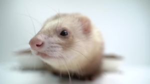 [ Free Shipping ] Angora mink food for adults 3 Angrooma SnowyMink Ferret Food BiTian