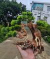 Lũa Bonsai mini cho hồ thủy sinh - Xưởng Lũa Mr Wood.