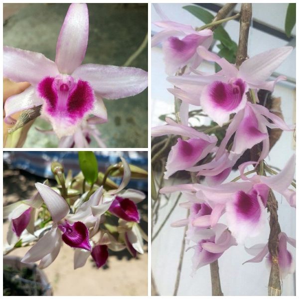 Phi%20%C4%91i%E1%BB%87p%20B%E1%BB%86T%20MA%20B%C3%93,%20phi%20%C4%91i%E1%BB%87p%20var,%20m%E1%BA%A7m%20ki%20c%E1%BA%A5y%20m%C3%B4%20hoa%20%C4%91%E1%BA%B9p%20hi%E1%BA%BFm%20gi%C3%A1%20r%E1%BA%BB%20-%20Image%208