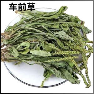 หญ้าแพรกช่วยในการขับปัสสาวะและลดความร้อนในร่างกาย