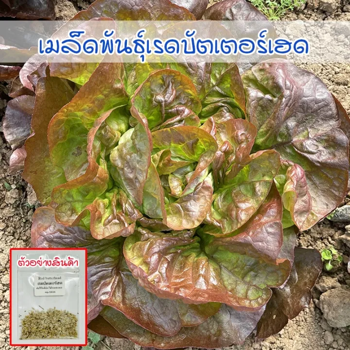 เมล็ดพันธุ์เรดบัตเตอร์เฮดออร์แกนิก ปลูกง่าย โตเร็ว