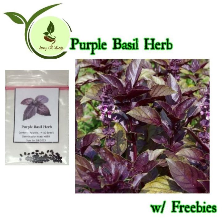 100 Benih Basil Genovese Tanaman Sayuran Herbal Paktani Benih Basil ...