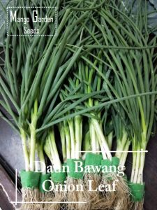 Daun Bawang Seeds - 300 seed *Pot Friendly - Onion Leaf 葱叶种子 Benih sayur sayuran Sesuai Untuk Pasu
