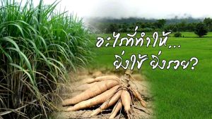 โฟร์ทรี ของแท้ 1 ซอง โฟรทีรของแท้ สารเพิ่มประสิทธิภาพ 4treeสารเสริมประสิทธิภาพพืช 4tree โฟร์ทรี โฟทีร ของแท้ 4TREE เก็บปลายทาง