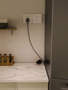 Super Strong Sticky Mouse Board Mouse Trap Strong Sticky Mouse Trap Mouse Killer Sticky Board with Peanut Scent