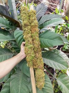 Trụ rêu giữ ẩm 130cmk.mãi kẹp giữ cây. Đã giặt khử trùng