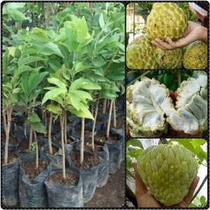 Paket 5 Bibit Srikaya Jumbo Super Unggul