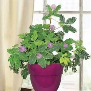 Mimosa pudica – Sensitive Plant -  - Pokok Semalu - छुईमुई पौधा Mimosa – Touch Sensitive Fun & Educational Fast Grower Tropical Ground Cover Interactive LIVE PLANT