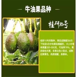 JC Mexican Avocado Tree Seedling Grafted Avocado Plant Live Fruit Tree Bears Fruit Same Year Easy Growing Potted Home Garden Fruit Plant