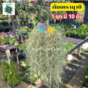 เคราฤาษี ตะกร้าคละสี 1 ชุด มี 10 ต้น ไม้ฟอกอากาศ ไม้ประดับ ดูดความชื้นในบ้าน ดูดซับสารพิษ