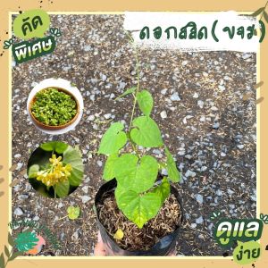 ต้นดอกสลิด ดอกขจร ผักพื้นบ้าน ผักริมรั้ว ไม้เถา ใส่ถุงดำ 6 นิ้ว พร้อมปลูก ผักสวนครัว ผักสวนครัวปลูกง่าย ผักสวนครัวพร้อมปลูก