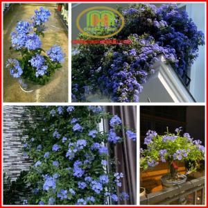 Cây thanh xà hoa chùm trang trí ban công có sức sống tốt sức sinh trưởng rất nhanh và dễ chăm sóc ít bị sâu bệ.nh hại