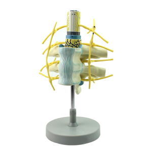 Professional Expanded Spinal Structure Model For Clinical Students Nerve Structure Visualization Permanent PVC Building